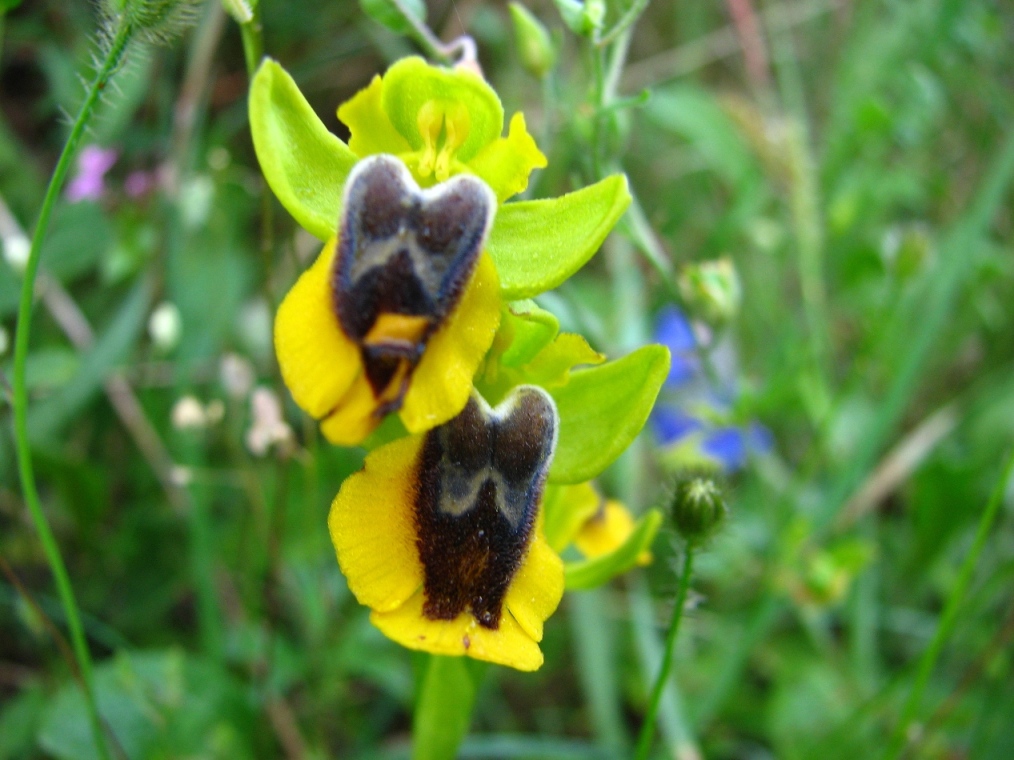 Ophrys fusca s.l. , O. garganica, Orchis lactea e...